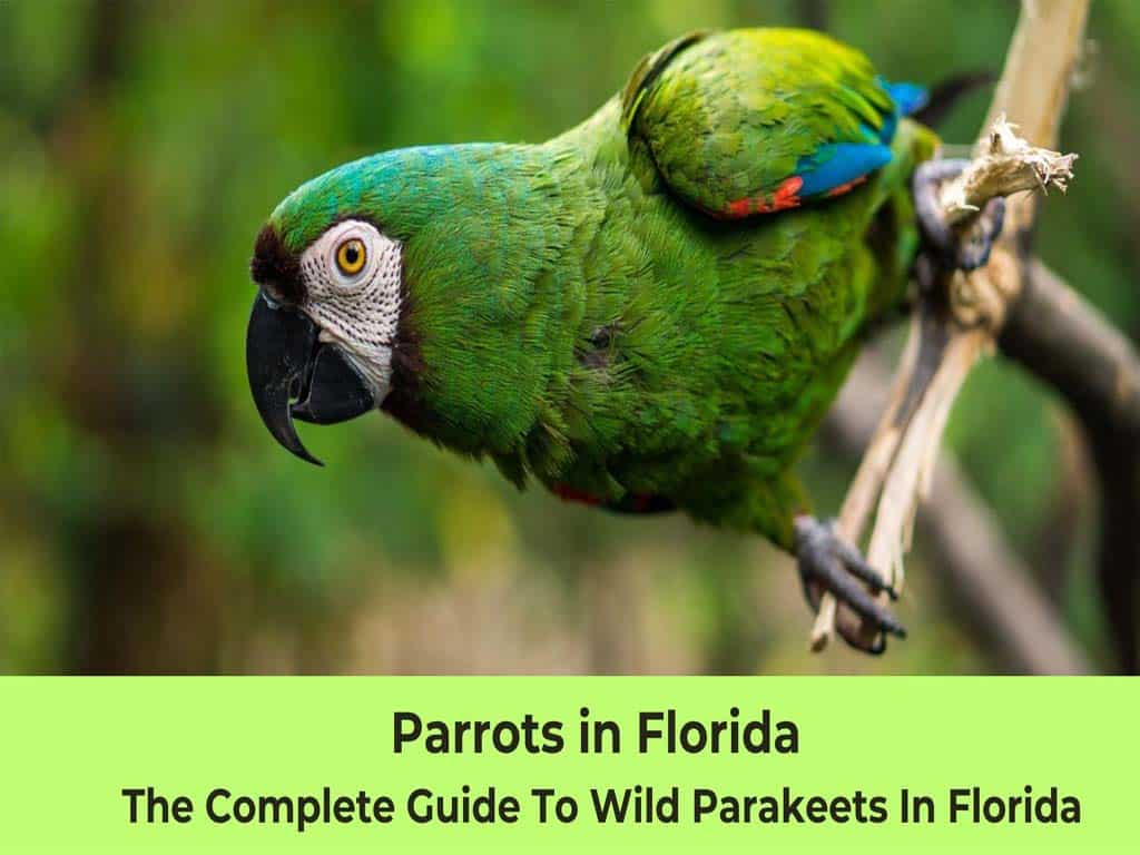 Parrots in Florida