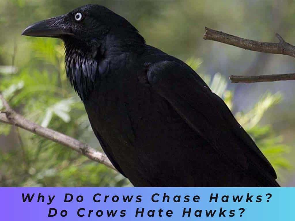 Crows