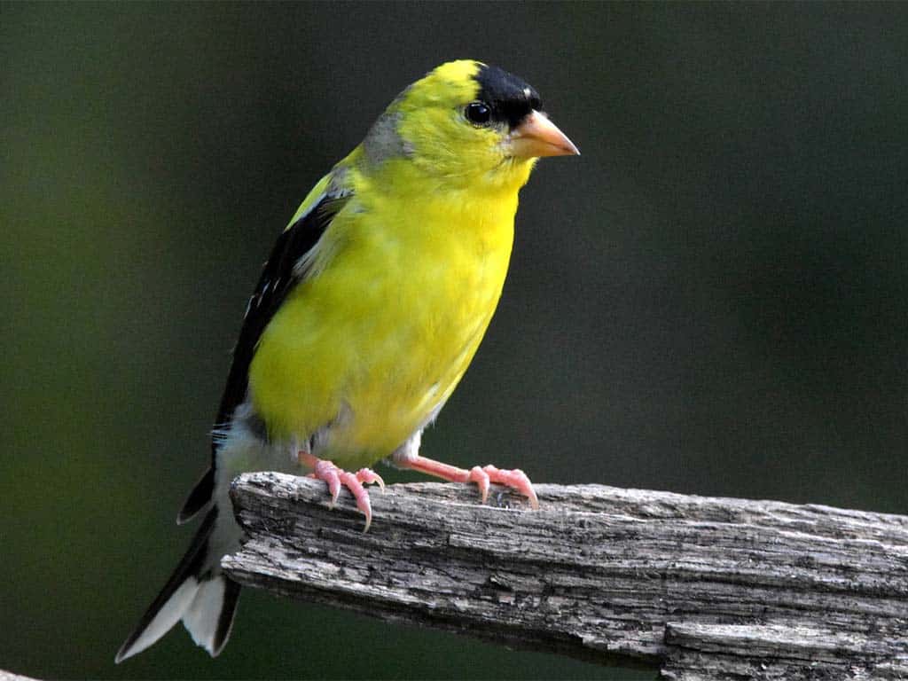 Finches In Ohio-American Goldfinch: Ohio's State Bird