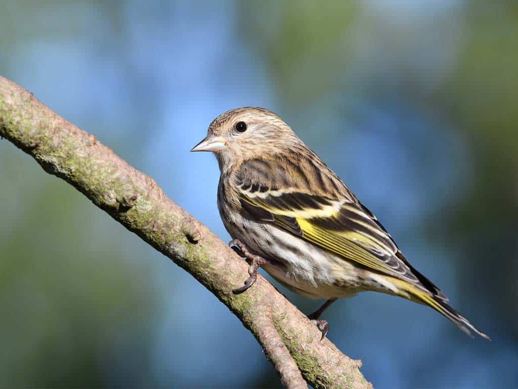 Finches In Ohio-Pine Siskin: The Striped Nomad