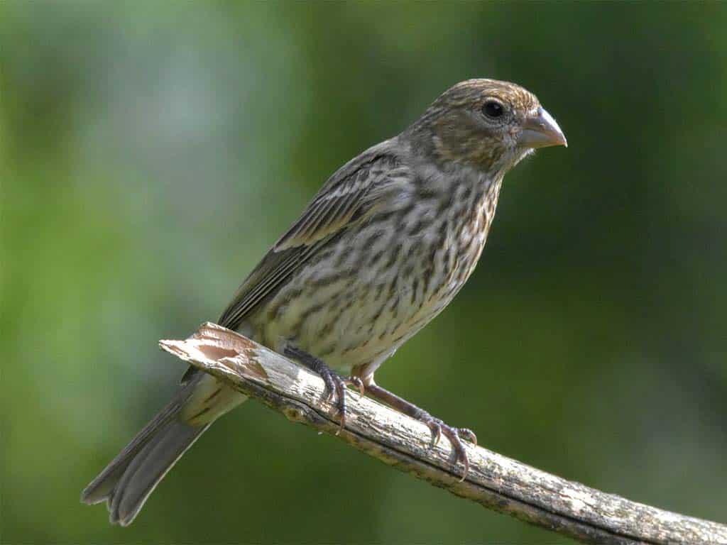 Finches In Ohio-House Finch: The Backyard Charmer