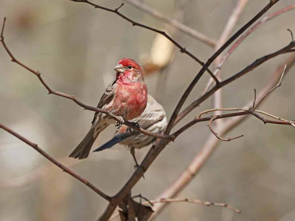 Finches In Ohio-Purple Finch: The Raspberry-Dipped Songster