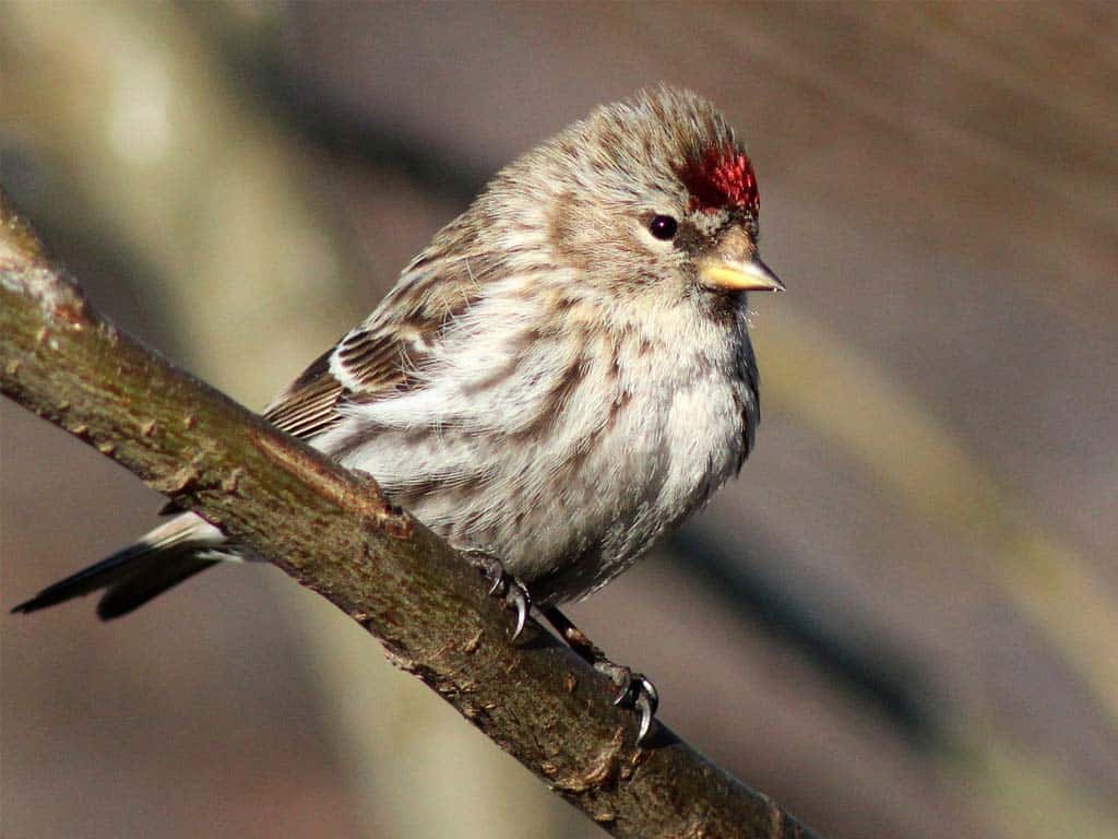 Finches In Ohio-Common Redpoll: The Winter Wanderer