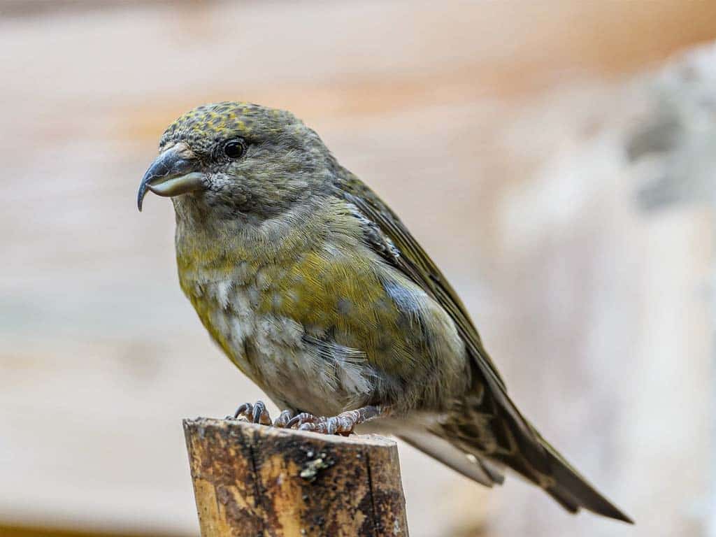 Finches In Ohio-White-winged Crossbill: The Rare Winter Treat