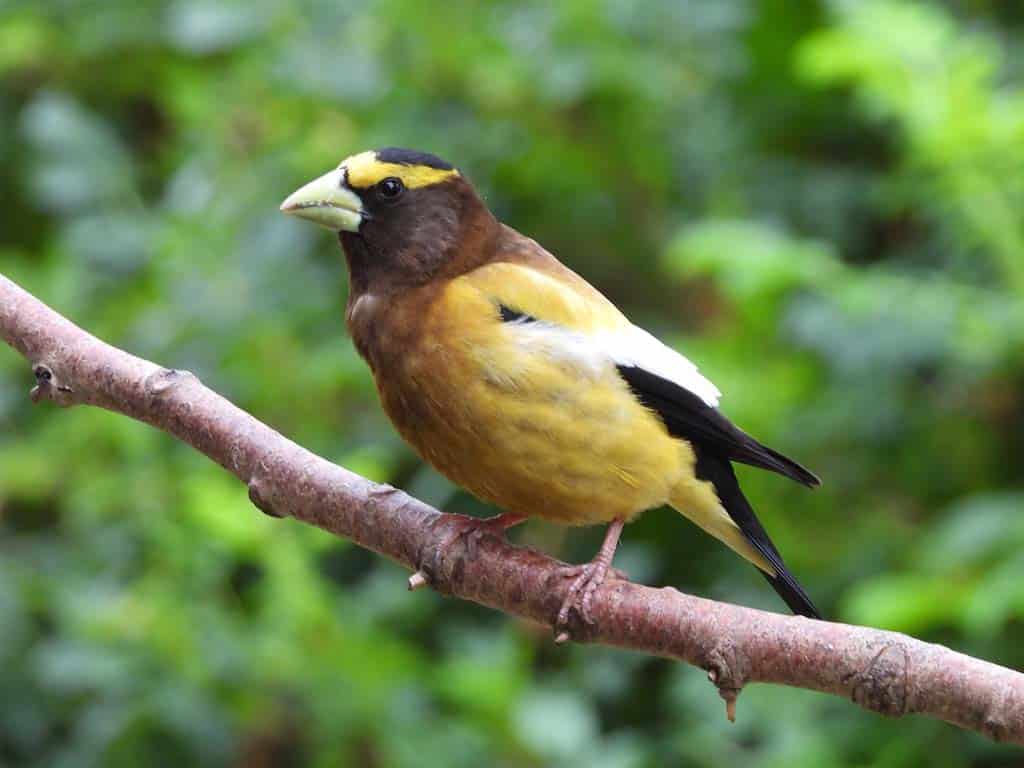 Finches In Ohio-Evening Grosbeak: The Colorful Giant