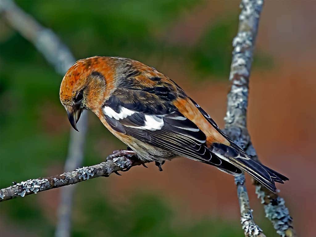 Finches In Ohio-Red Crossbill: The Conifer Specialist