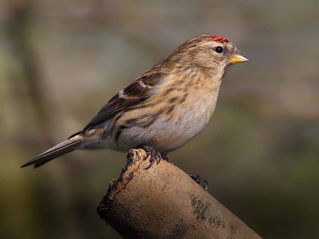 Finches In Ohio-Hoary Redpoll: The Arctic Visitor