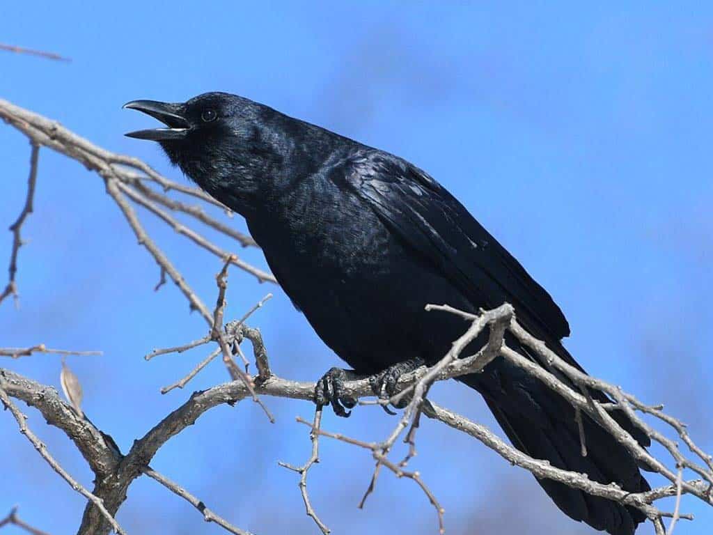 Fish Crows: Coastal Confrontations