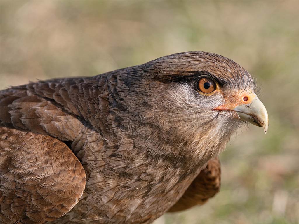 The Language of Raptors: Decoding Hawks Screech (Vocalizations)