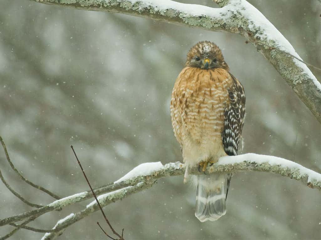 The Evolutionary Significance of Hawks Screech (Vocalizations)