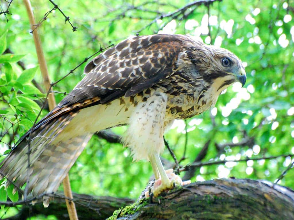 The Urban Hawk: Adapting Vocalizations to City Life