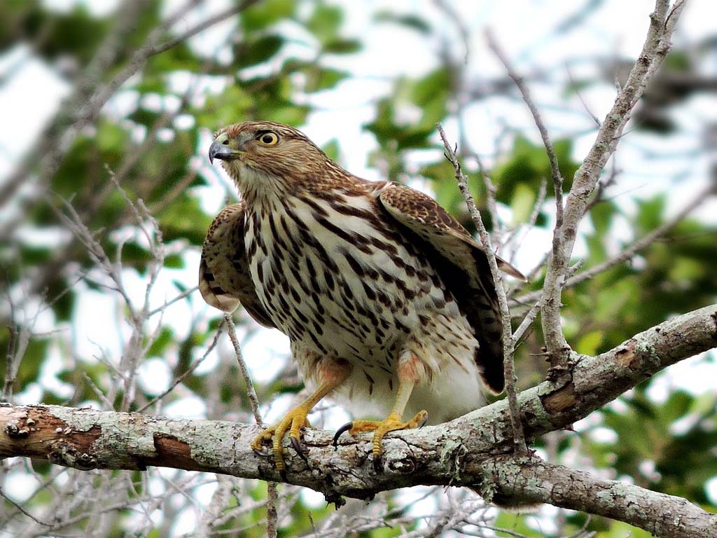 The Science of Screech: Bioacoustics and Hawks screech (Vocalizations)