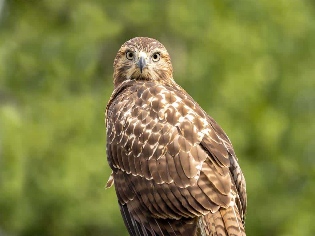 Cutting-Edge Research in Hawks screech (Vocalization)