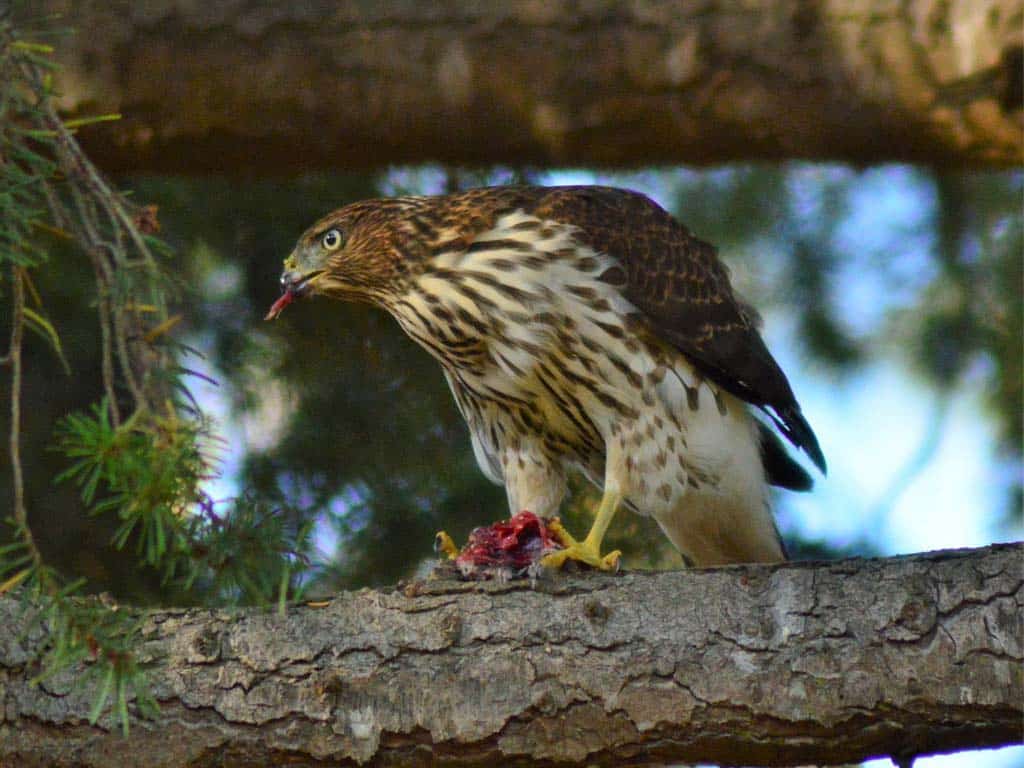 Case Study: The Hawk Mountain Sanctuary Acoustic Monitoring Project