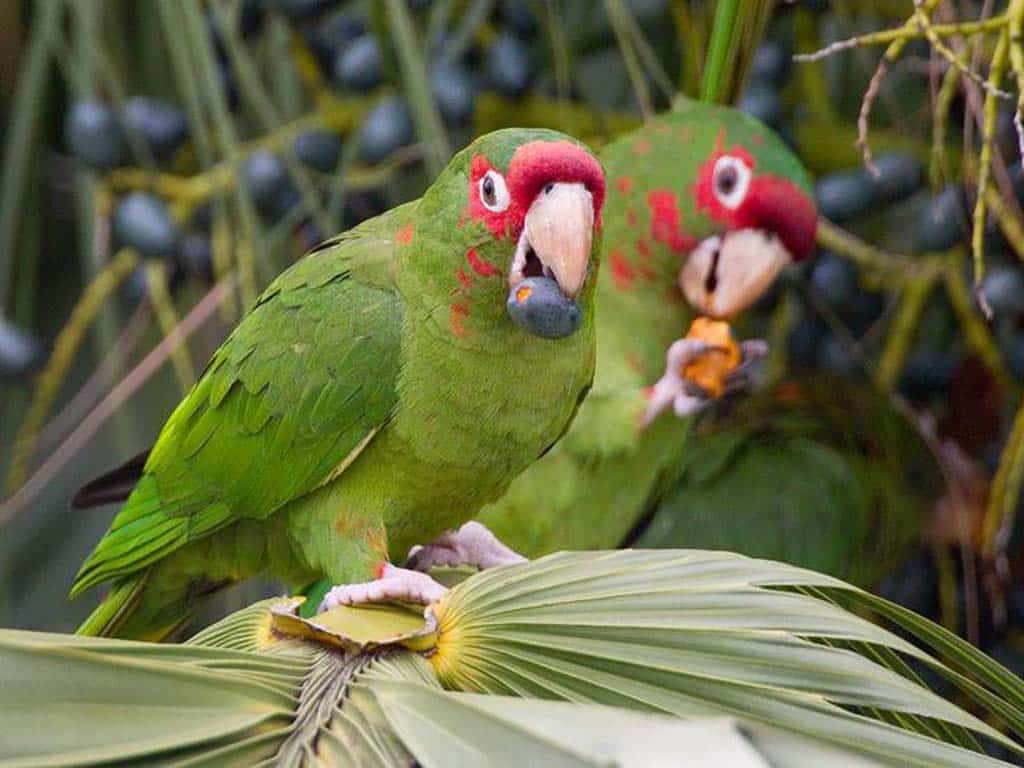 Mitred Parakeets- Parrots in Florida