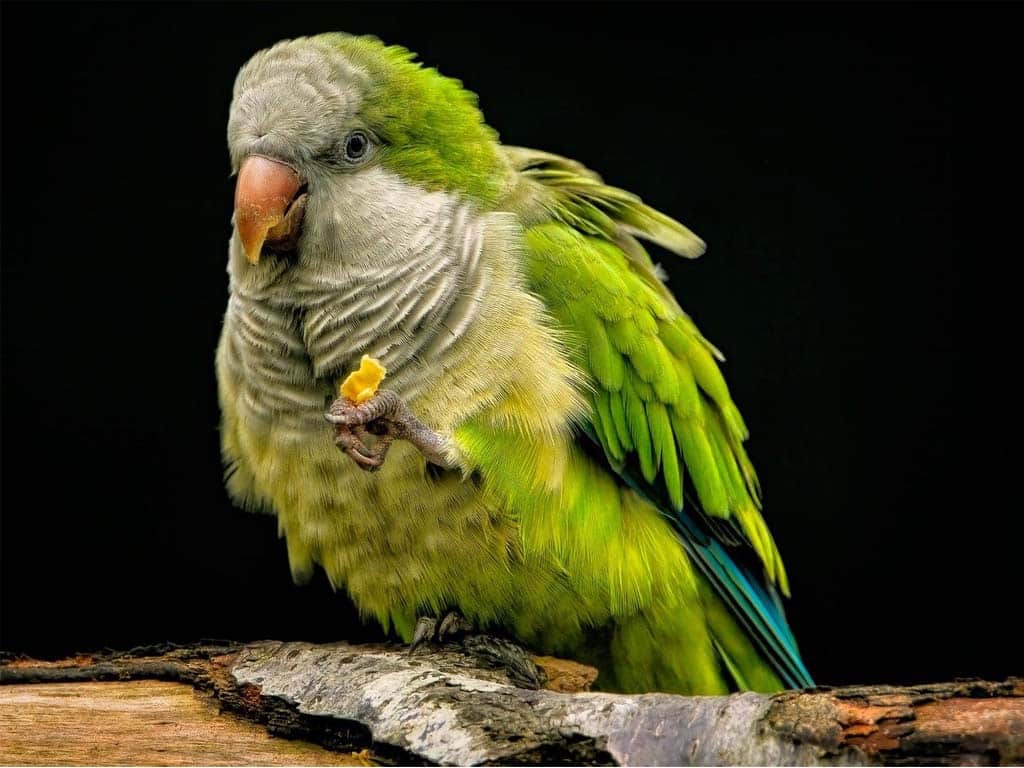 Case Study: Monk Parakeet Nesting Behavior