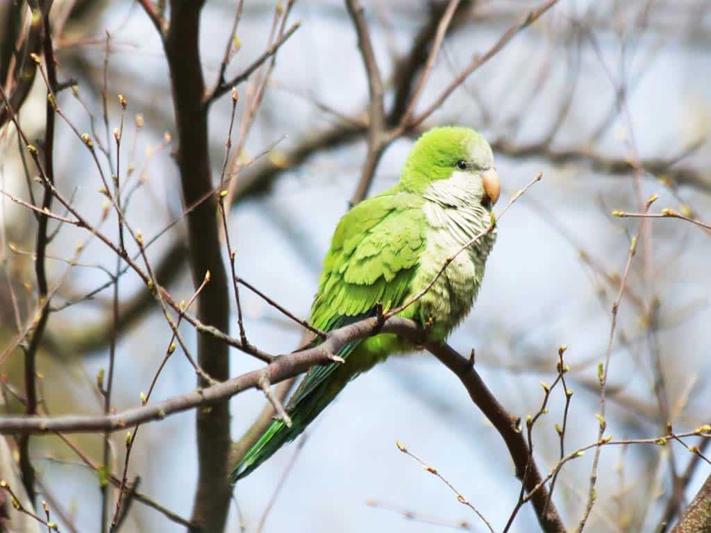 Monk parakeets- Parrots In Florida