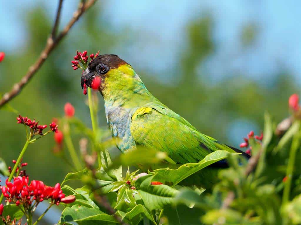 Nanday parakeets- Parrots In Florida