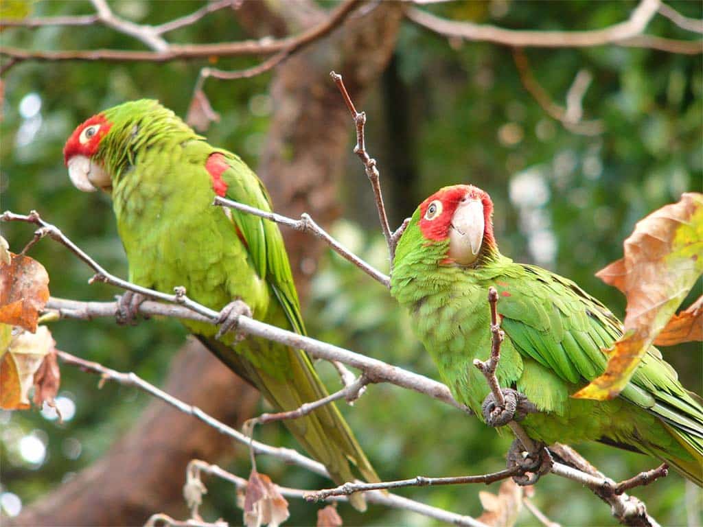 Red-masked parakeets- Parrots In Florida