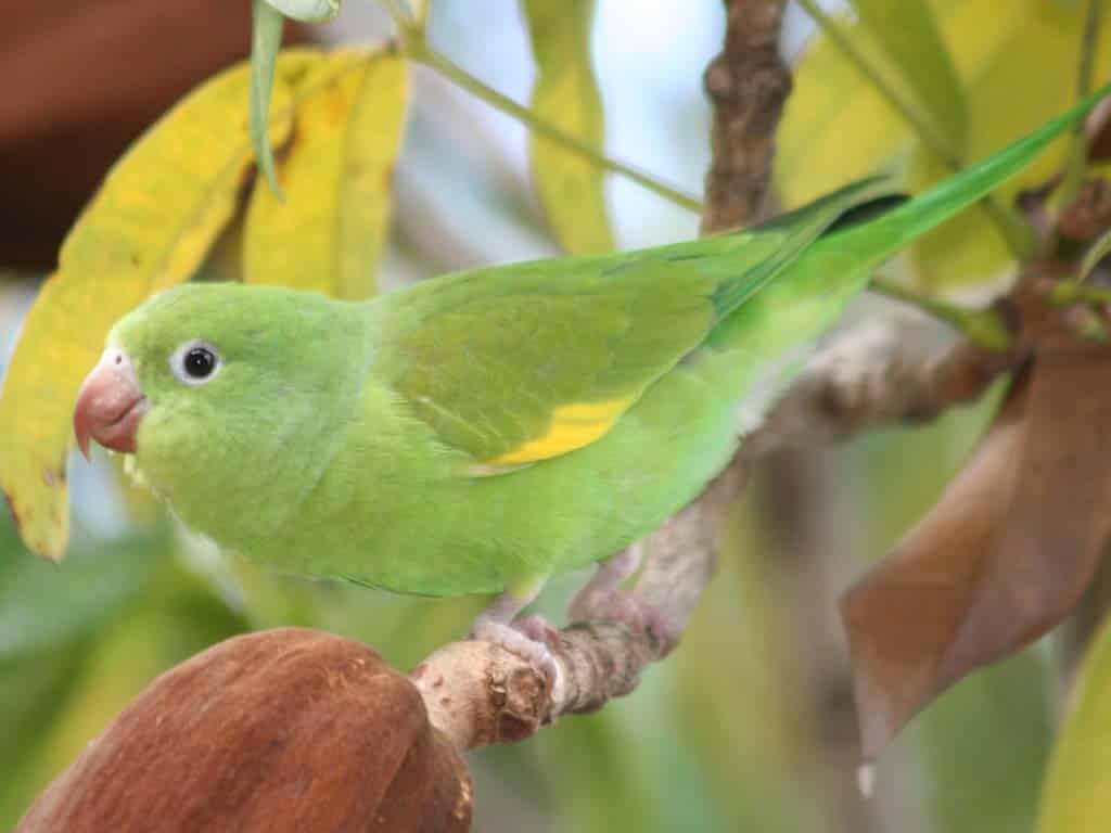 Yellow-chevroned parakeets- Parrots In Florida