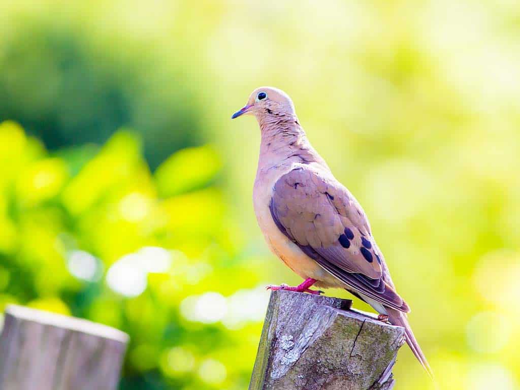 Mourning Doves 101: Know Your Cooing Neighbor