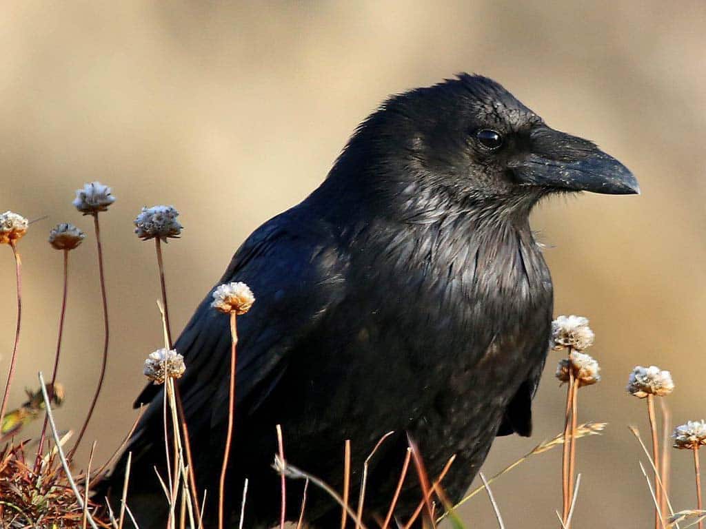 The Reality of Crow Relationships: Beyond "Mating for Life"