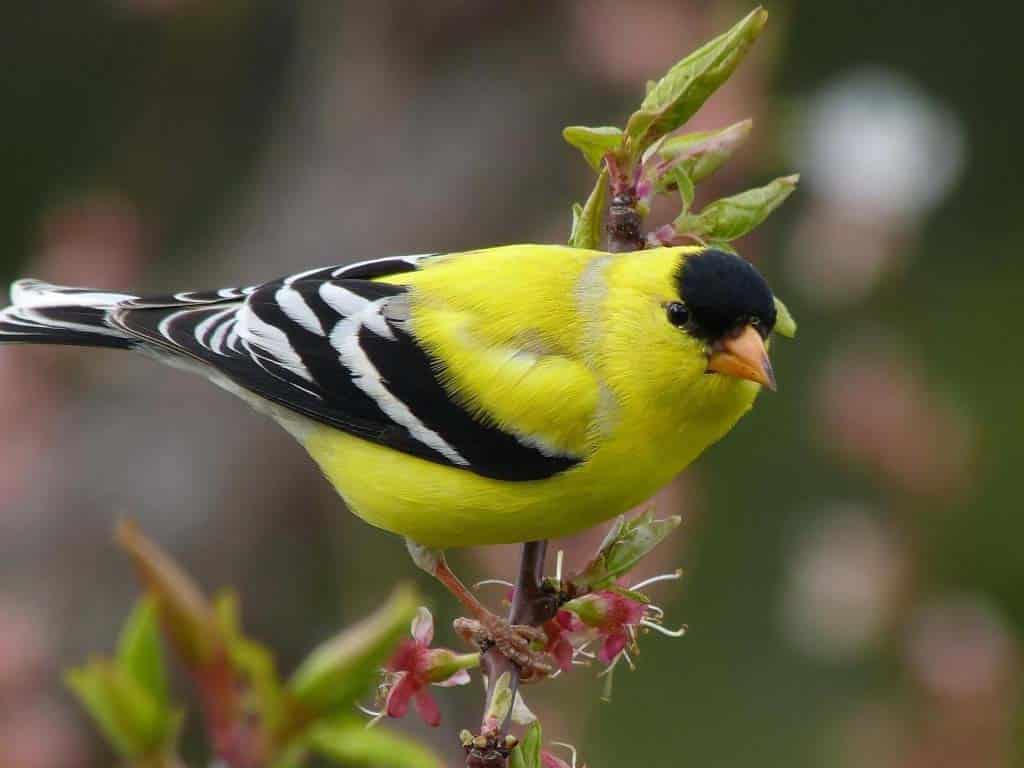 American Goldfinch