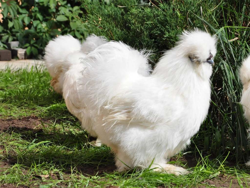 Silkie chicken breed