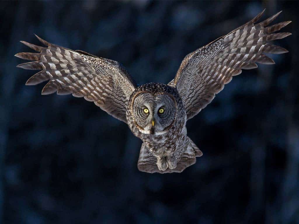 Spiritual Meanings of Seeing an Owl