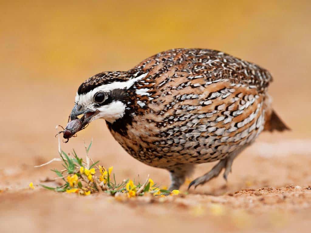 Quail