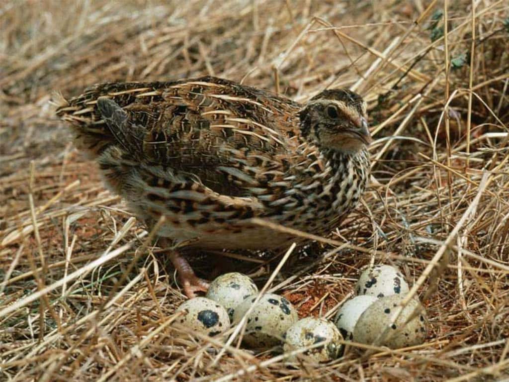 Quail