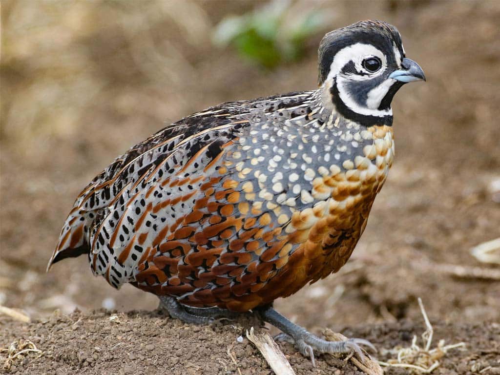 Quail