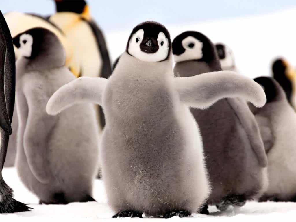 Penguins