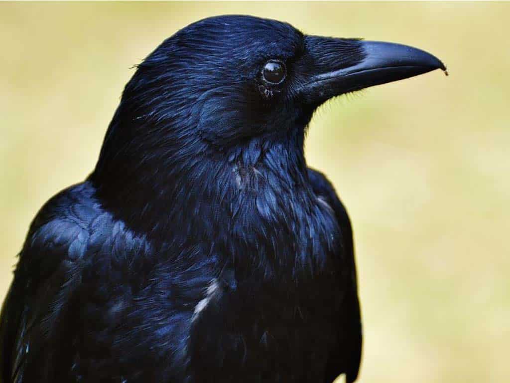 Do Crows Really Mate for Life? Unraveling the Mystery