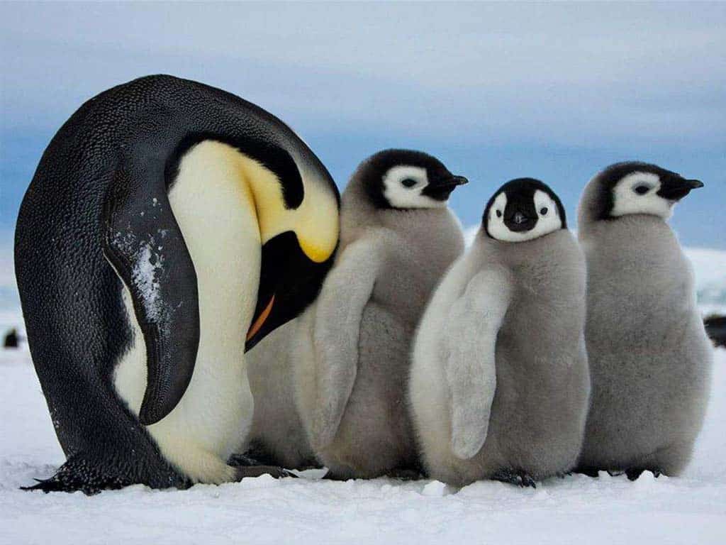 Penguins