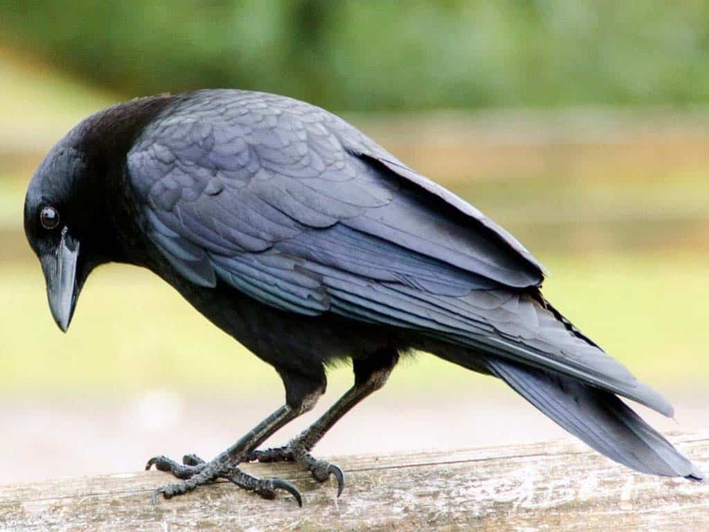 Do Crows Mate for Life Even After Death? Exploring Crow Grieving Behaviors