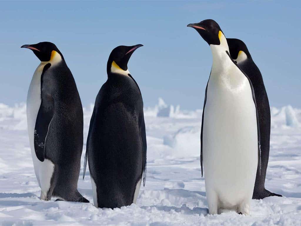 Penguins