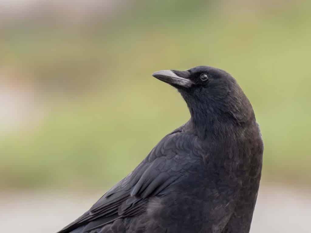 American Crow: Do They Eat Other Birds?