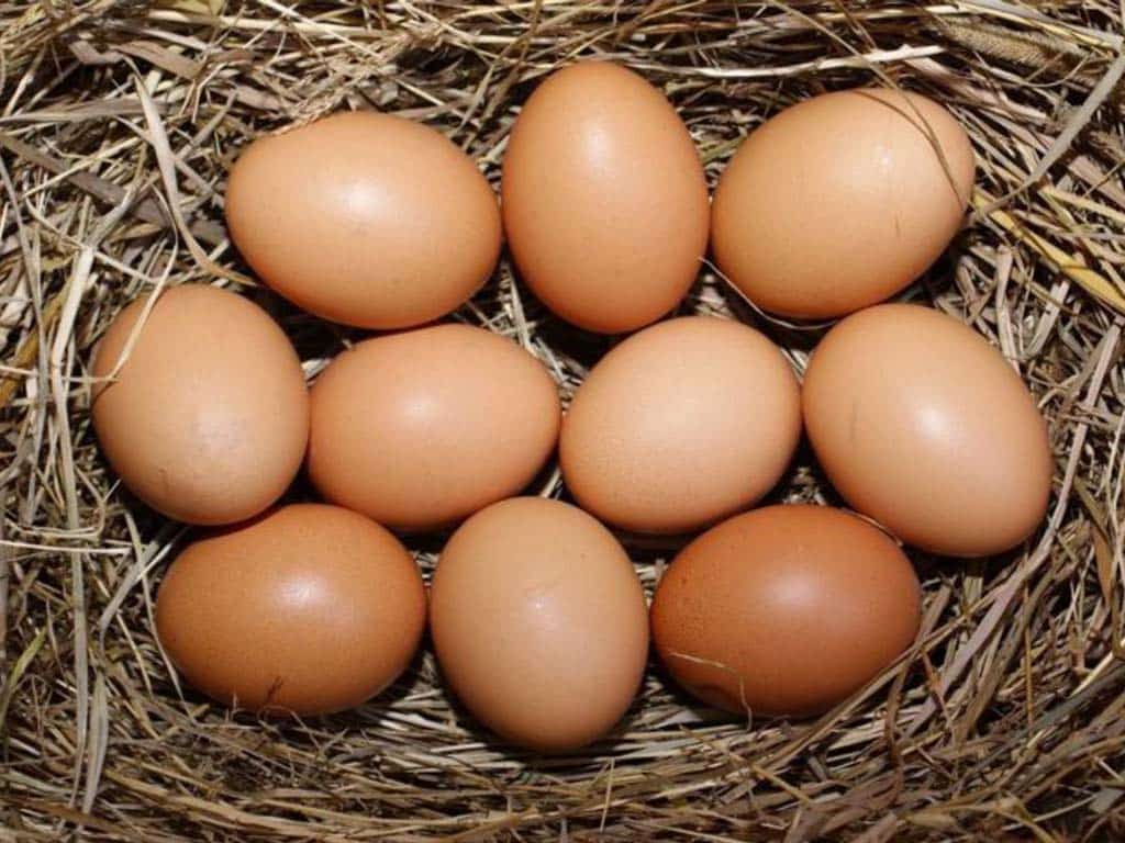 Egg Color and Size: What to Expect from Your Plymouth Rock Hens