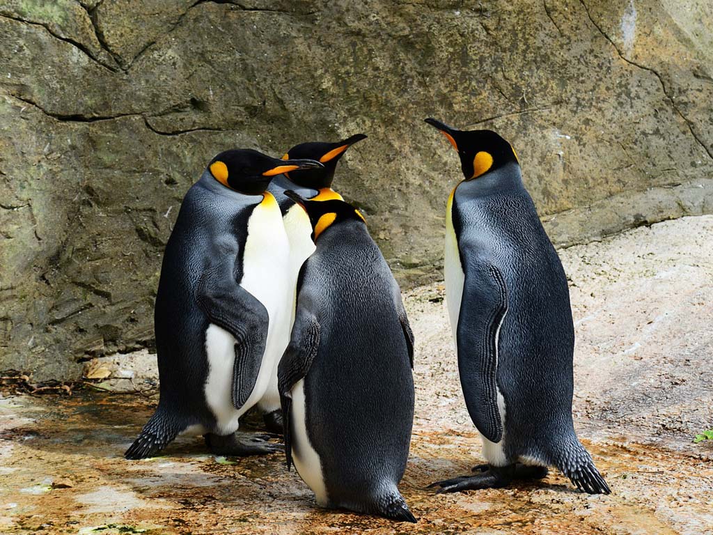 Penguins