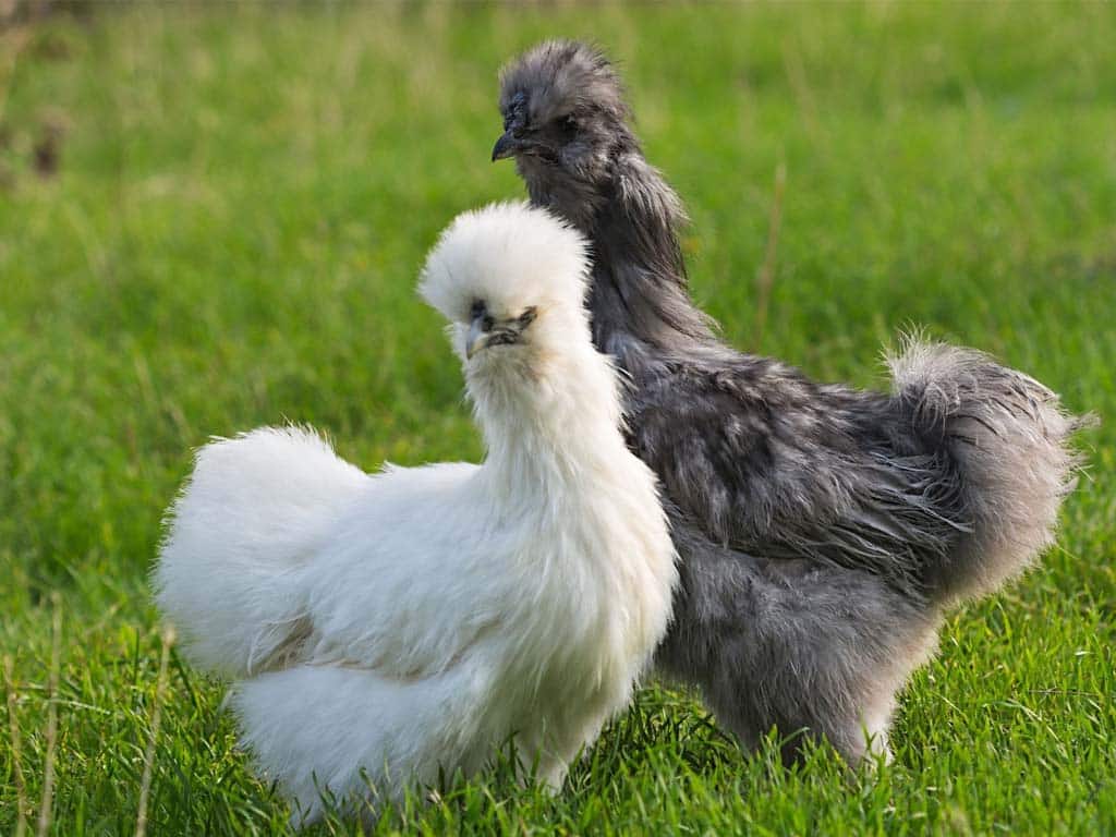 The Silkie Chicken Breed: By the Numbers