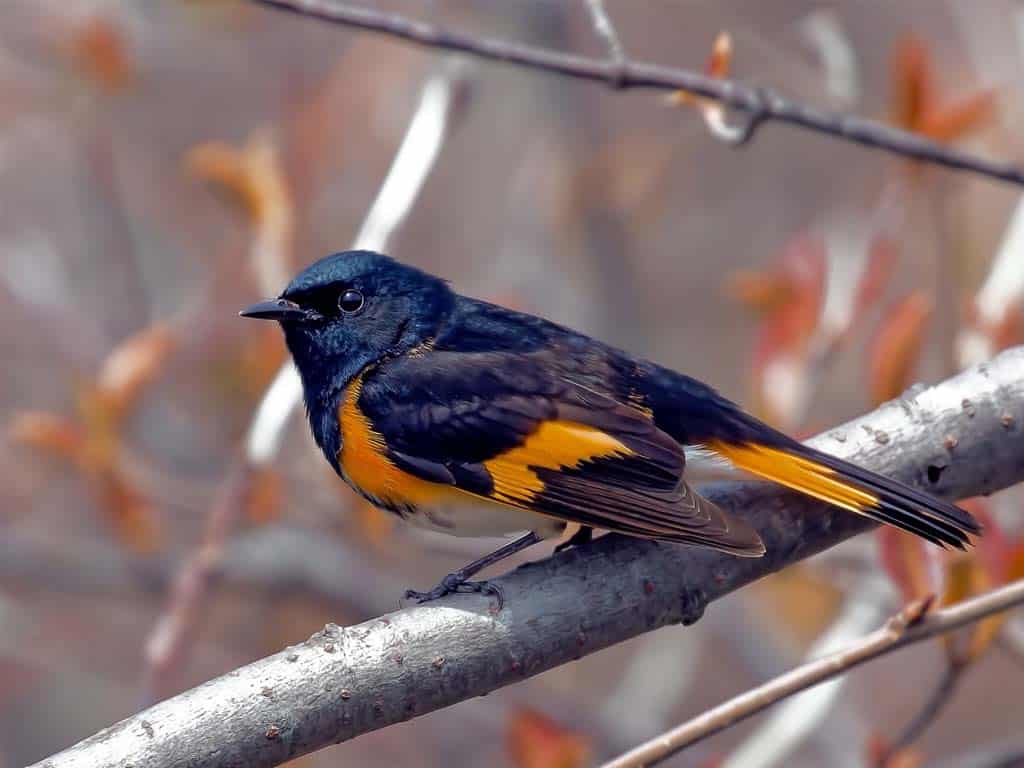 American Redstart: A Flashy Black Bird with White Belly