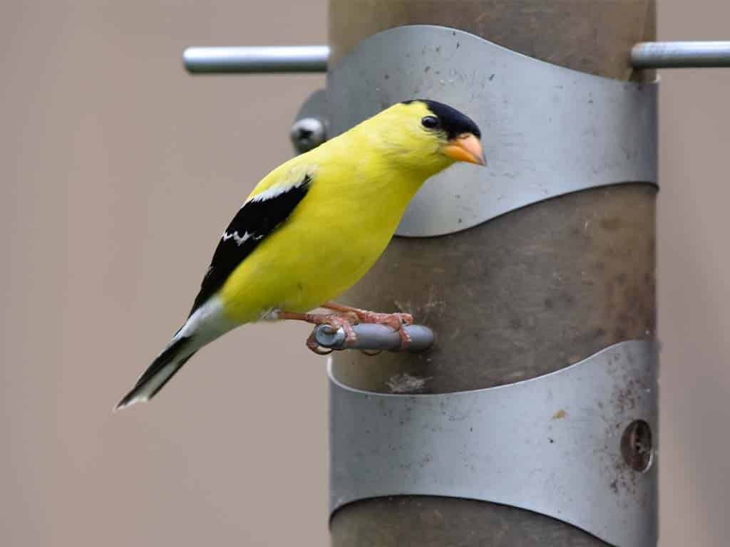 Finches In Florida-American Goldfinch