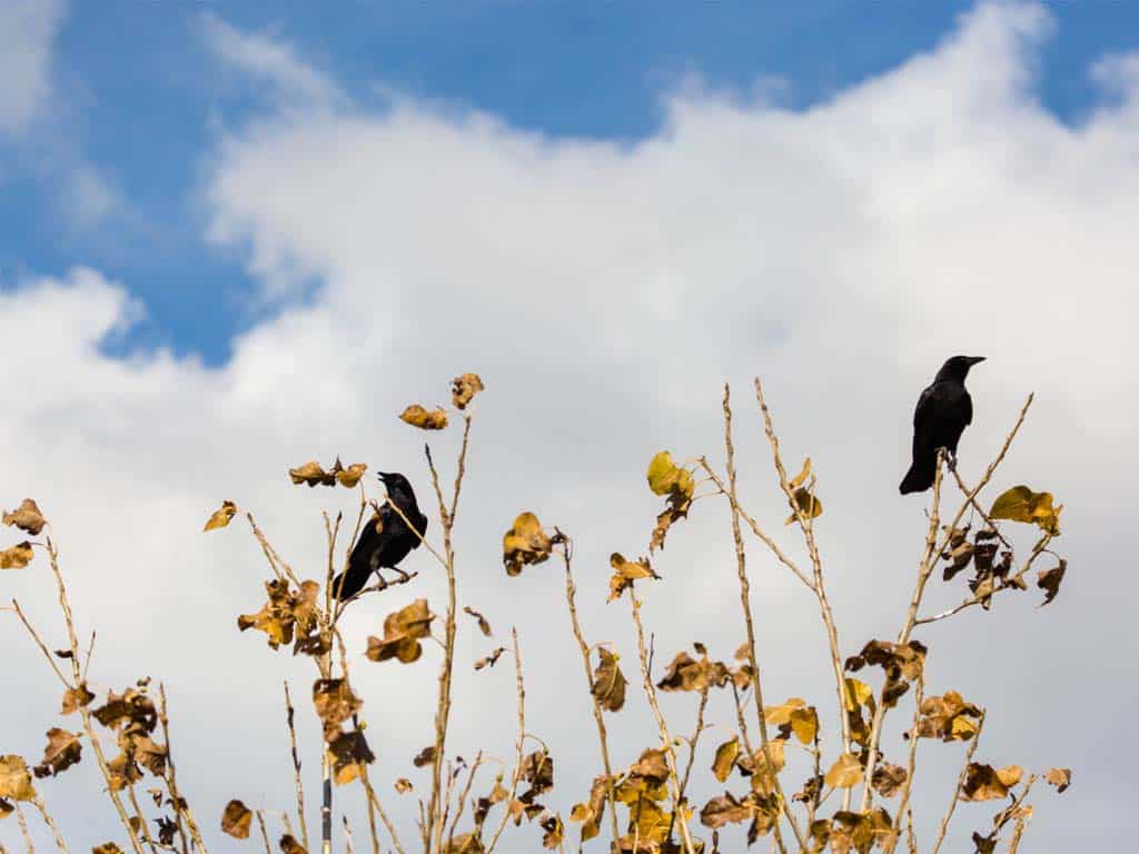 Crows and Poultry: The Farmyard Connection