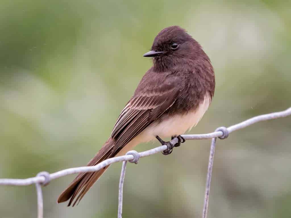 Black Phoebe: The Tail-Wagging Black Bird with White Belly