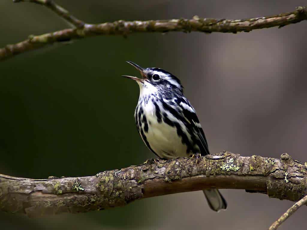 Black-and-white Warbler: The Striped Black Bird with White Belly