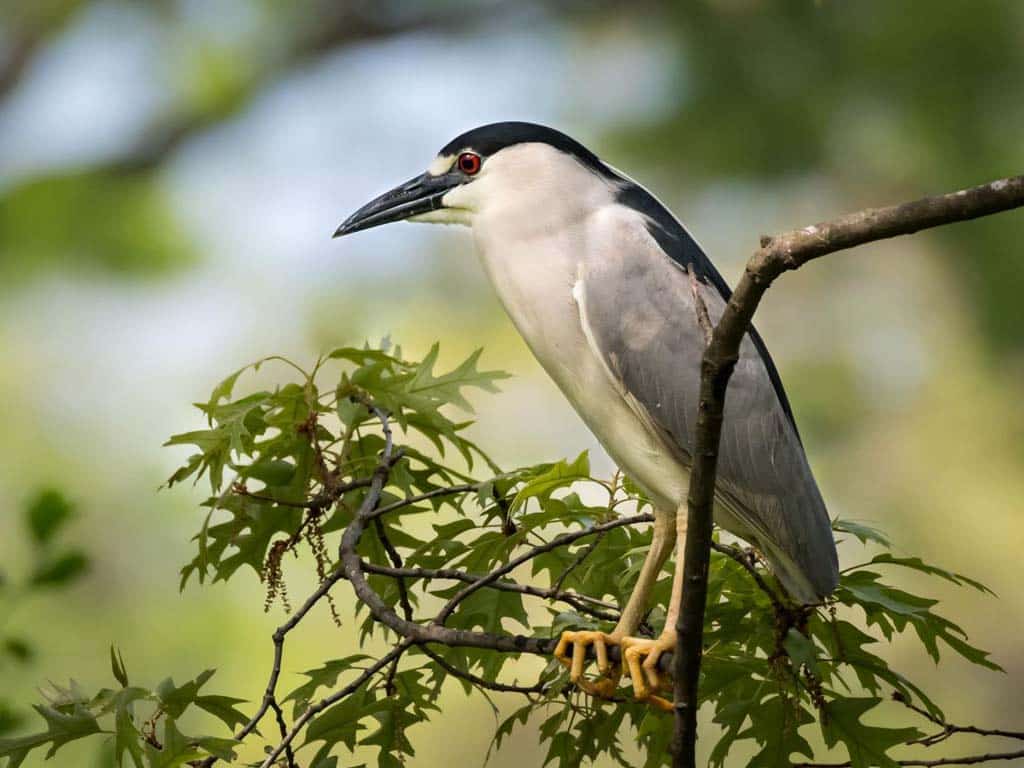 Black-crowned Night-heron: Michigan's Nocturnal Heron Hunter