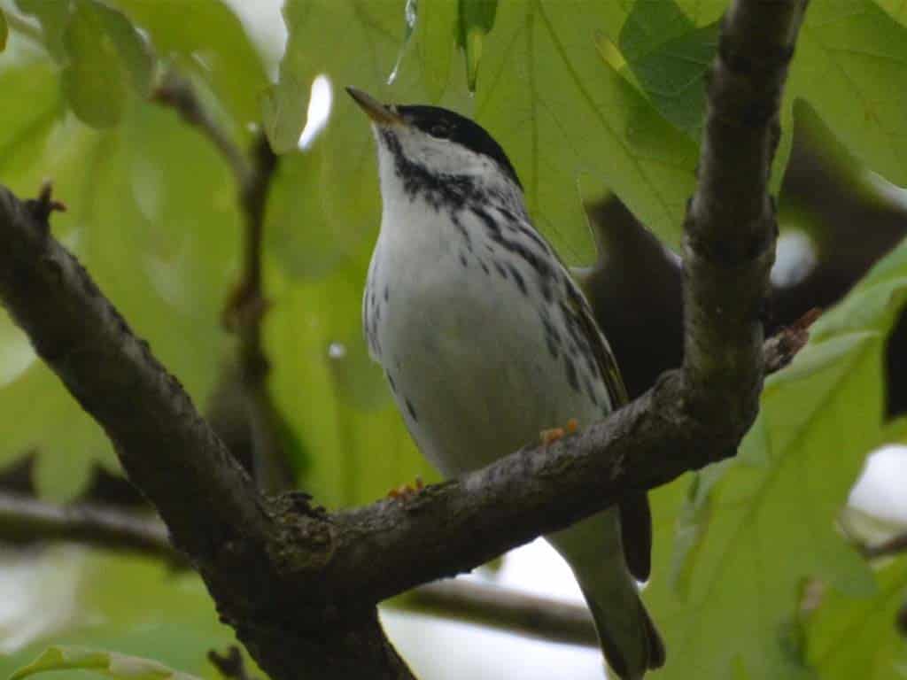 Blackpoll Warbler: A Migratory Black Bird with White Belly