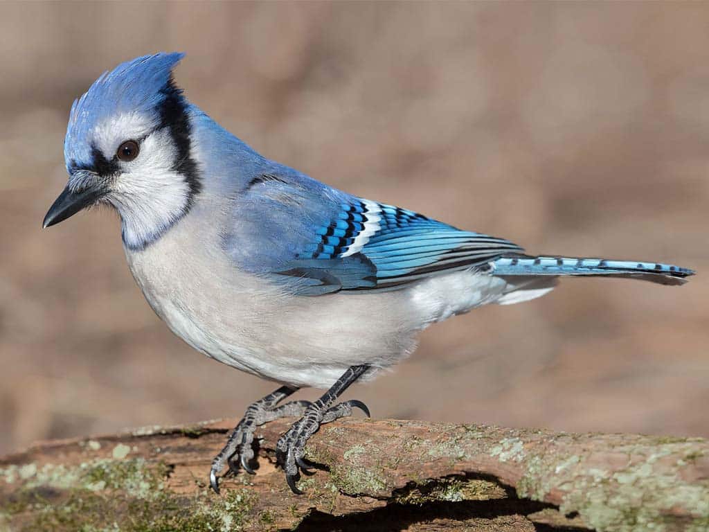 Blue Jay Spiritual Meaning