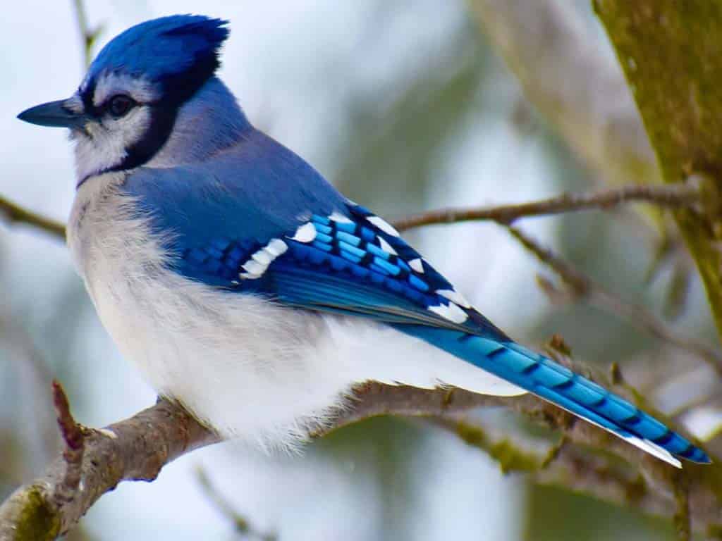 Intelligent Problem Solvers: The Blue Jay's Resourcefulness